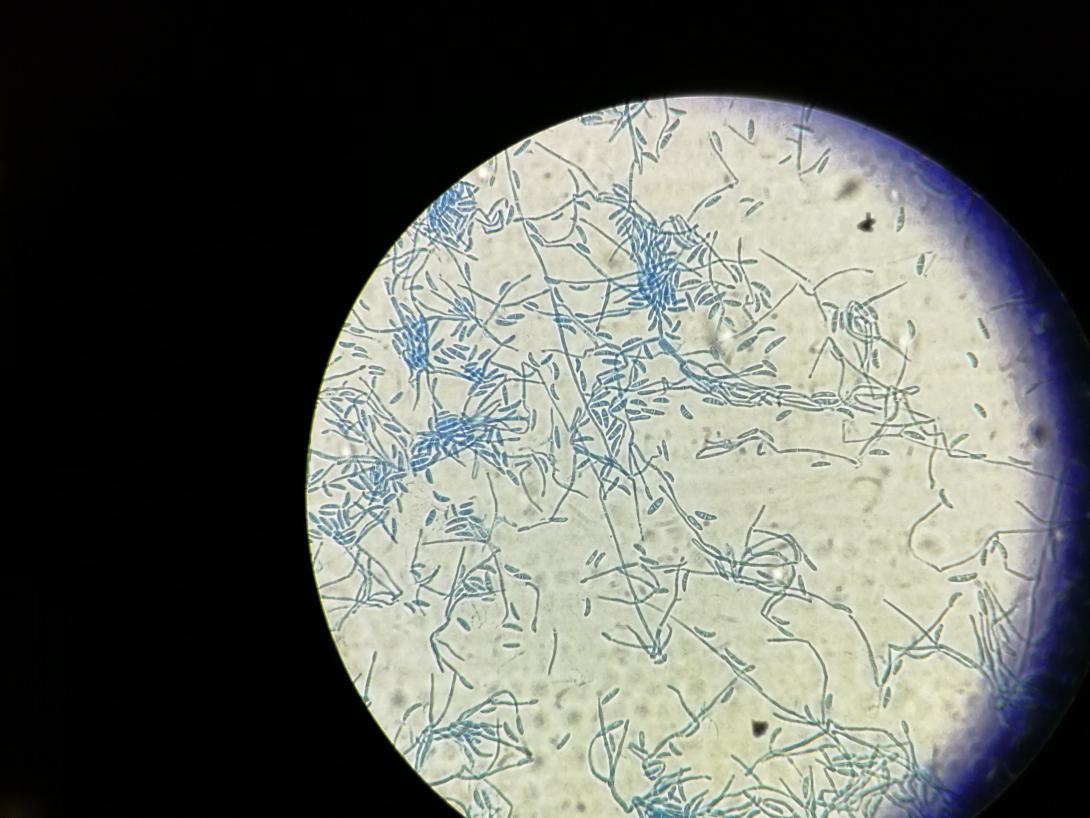 Microbiologia